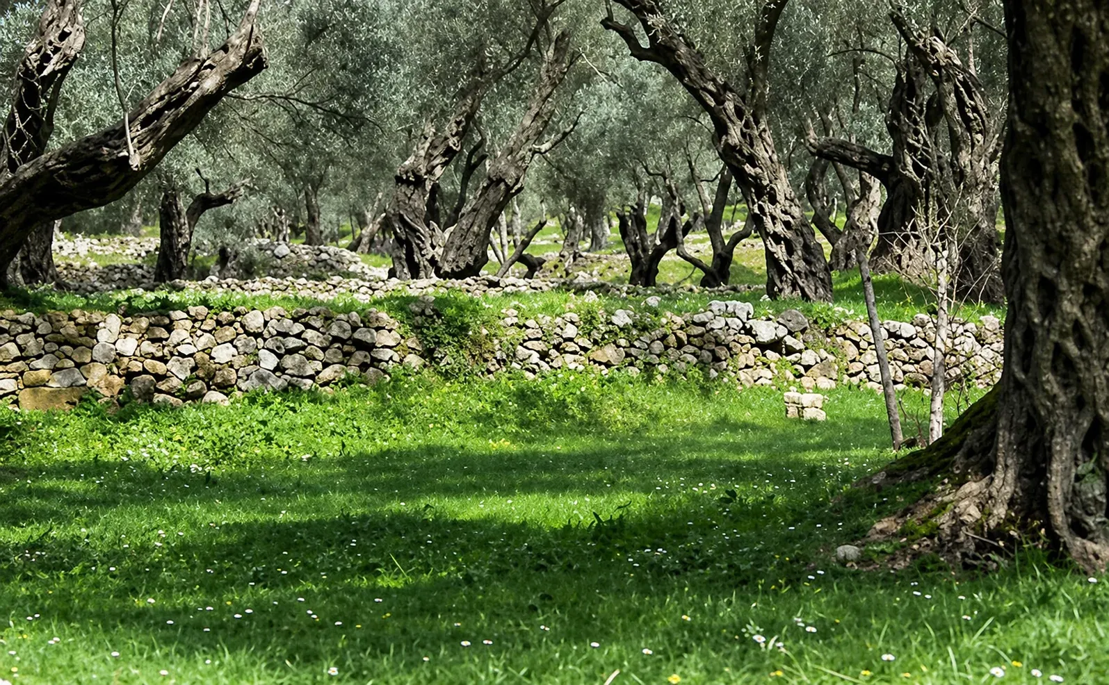 Wild Olive Nature Walk — guided tour in Krujë, Albania