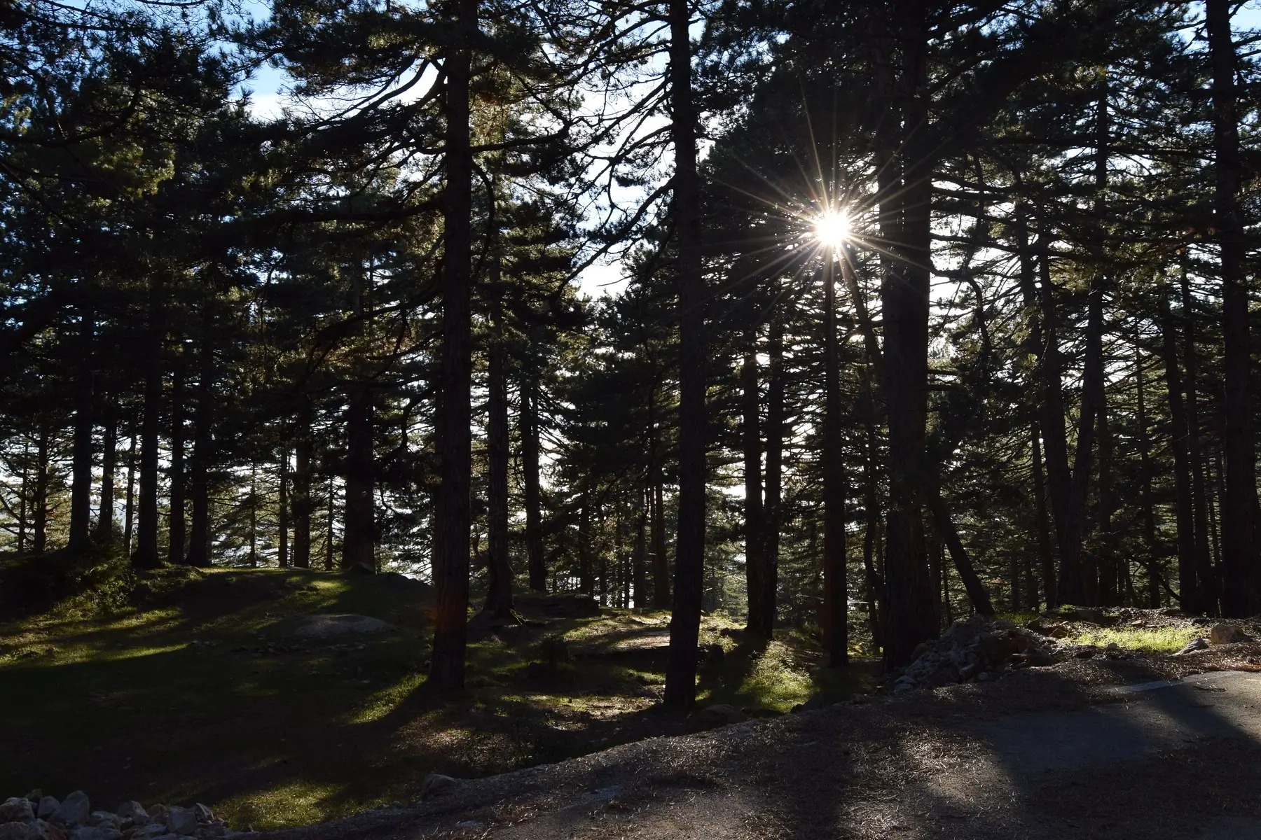Black pine forest at Qafshtama, Kruje Albania