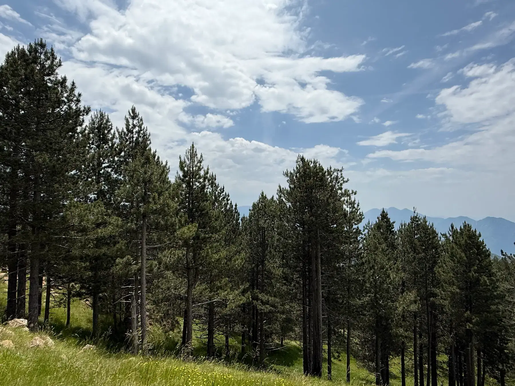 Black pines on the Qafshtama ridge