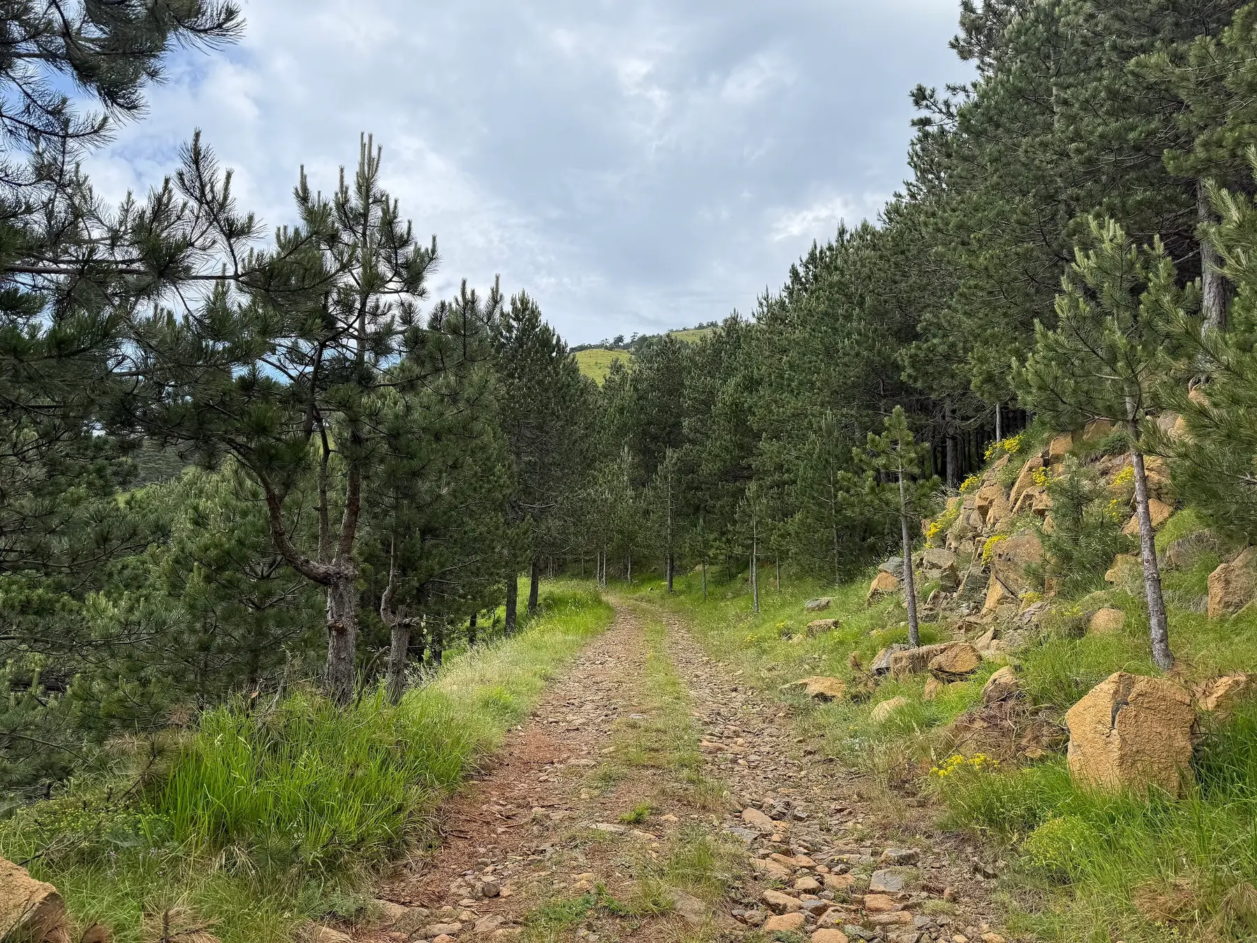 A forest track in Qafshtama, Kruje Albania
