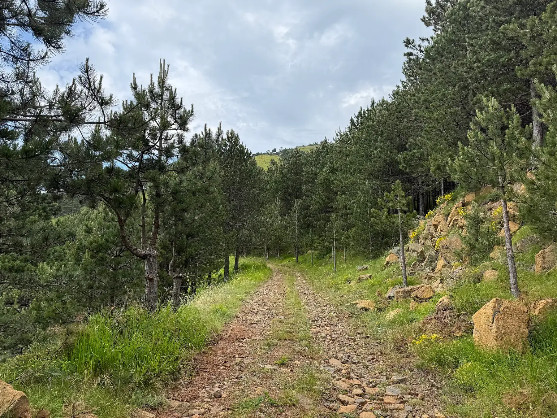 A forest track in Qafshtama